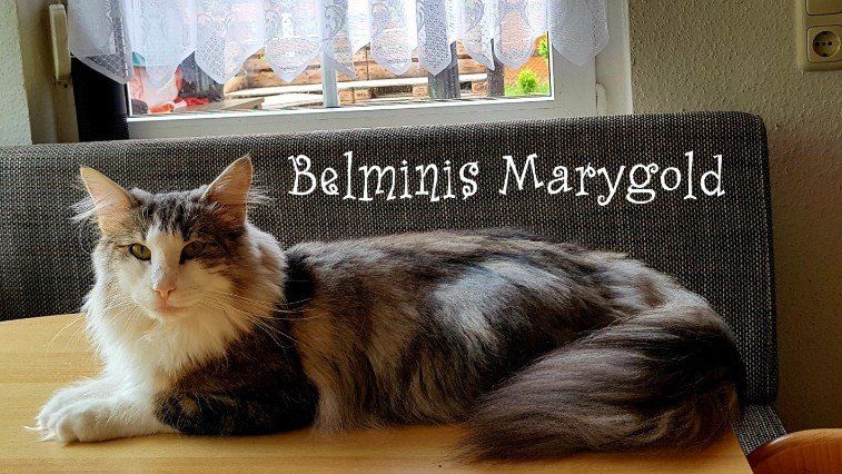 Dreifarbige Katze liegt auf Tisch