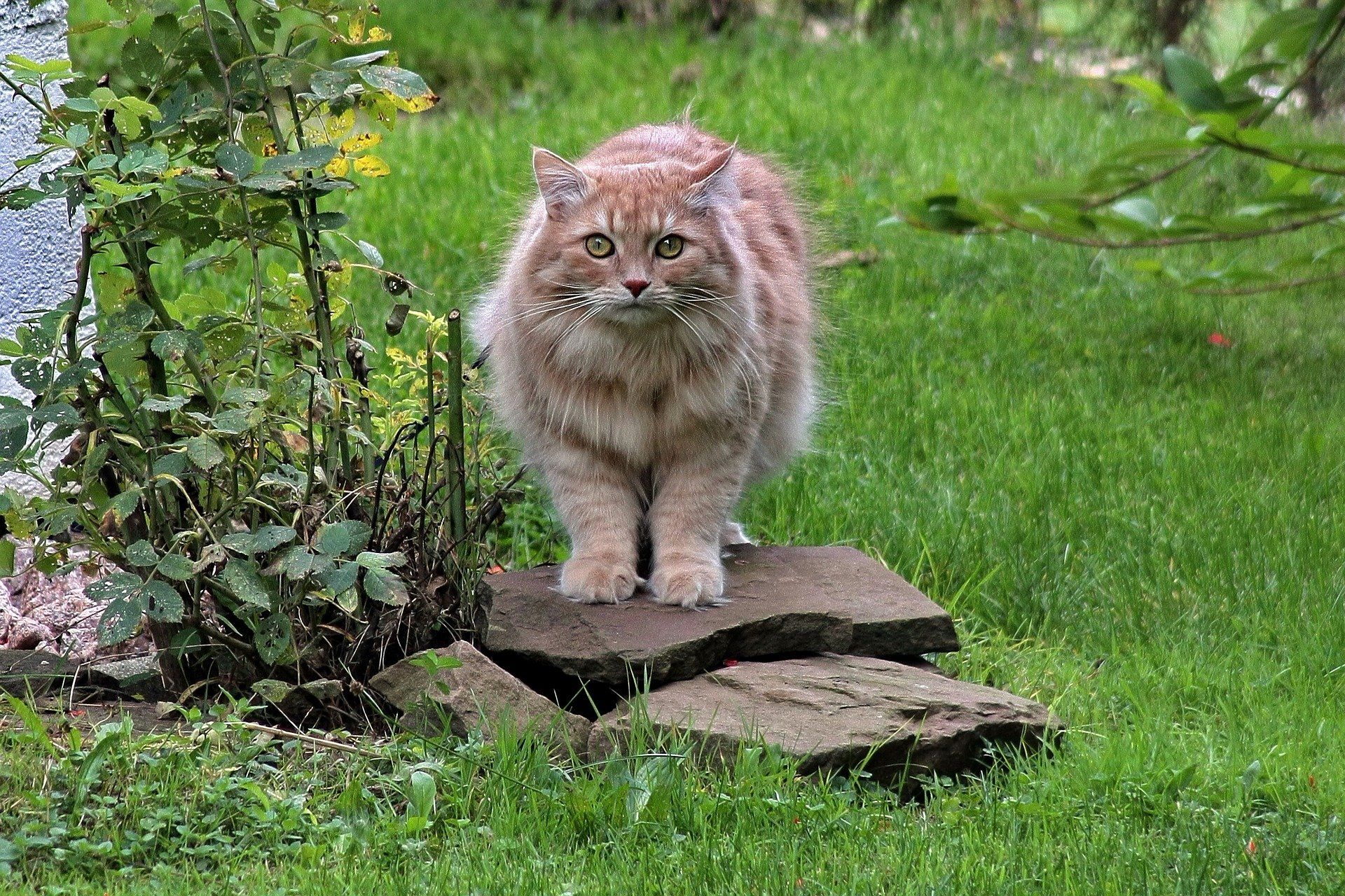 Sibirische Waldkatze Sibirische Waldkatze