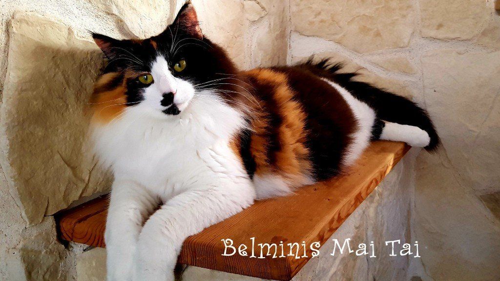 Katze liegt auf Holzablage neben Steinmauer