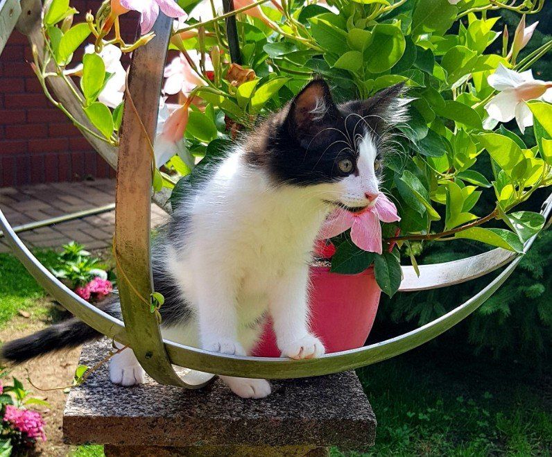 Junge Katze sitzt neben Pflanzentopf