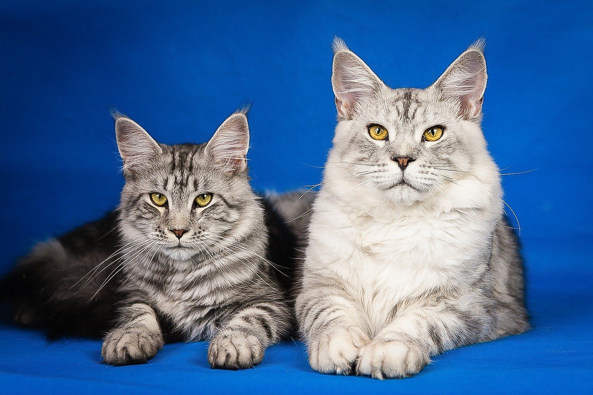 Maine Coon Maine Coon
