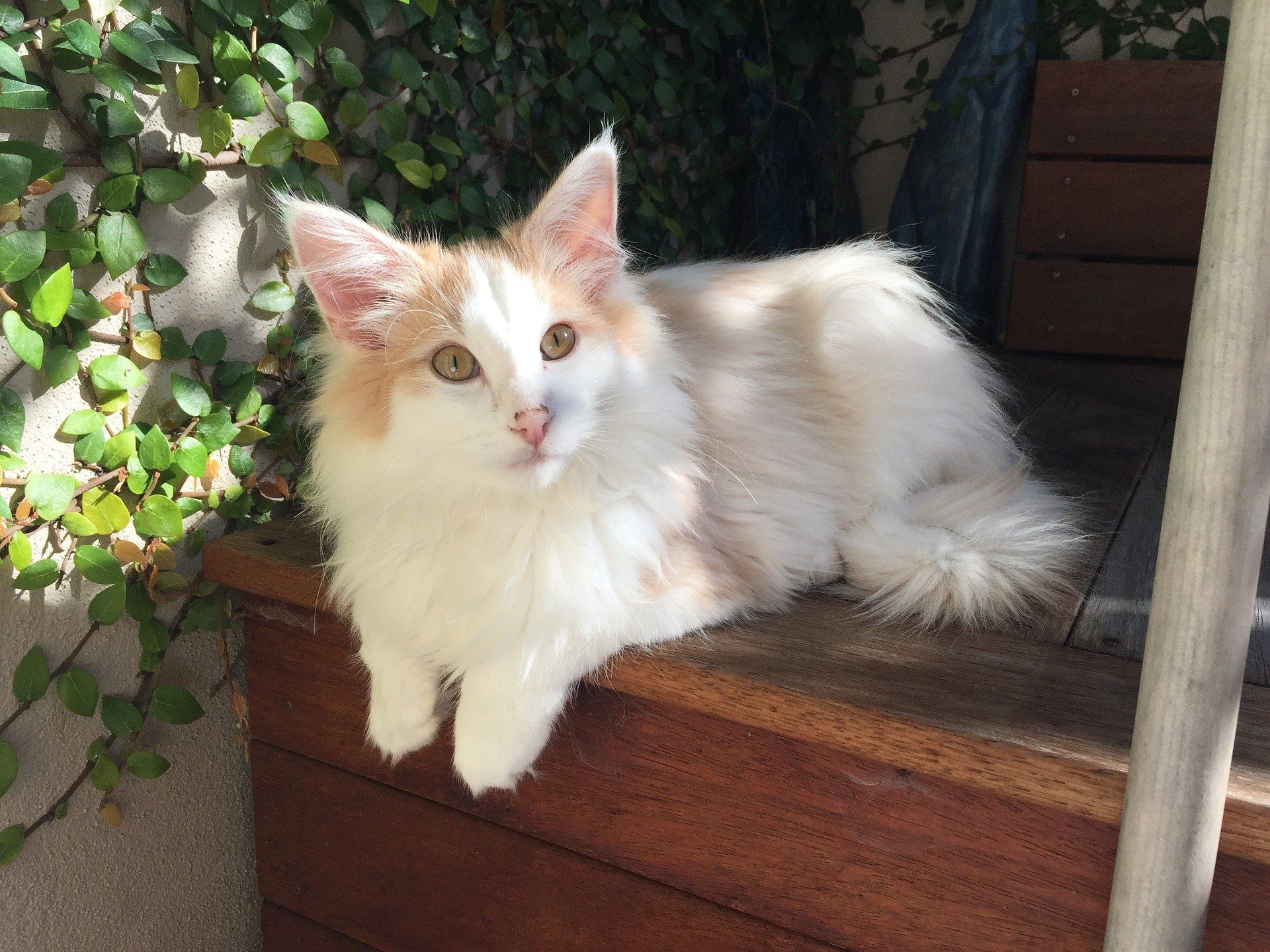 Norwegische Waldkatze Norwegische Waldkatze