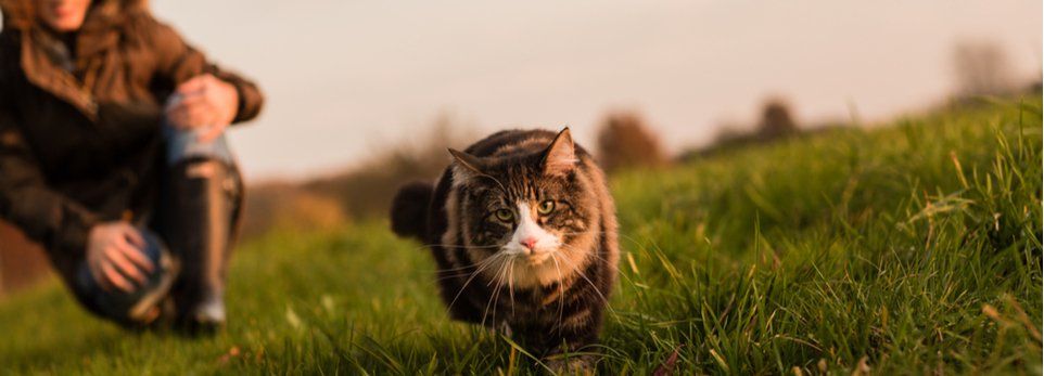 Norwegische Waldkatze auf Wiese Frau kniet im Hintergrund
