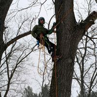 Arborist performing tree trimming