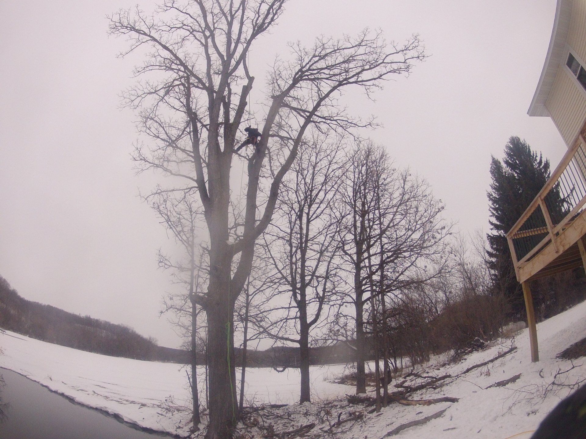 Arborist performing tree trimming