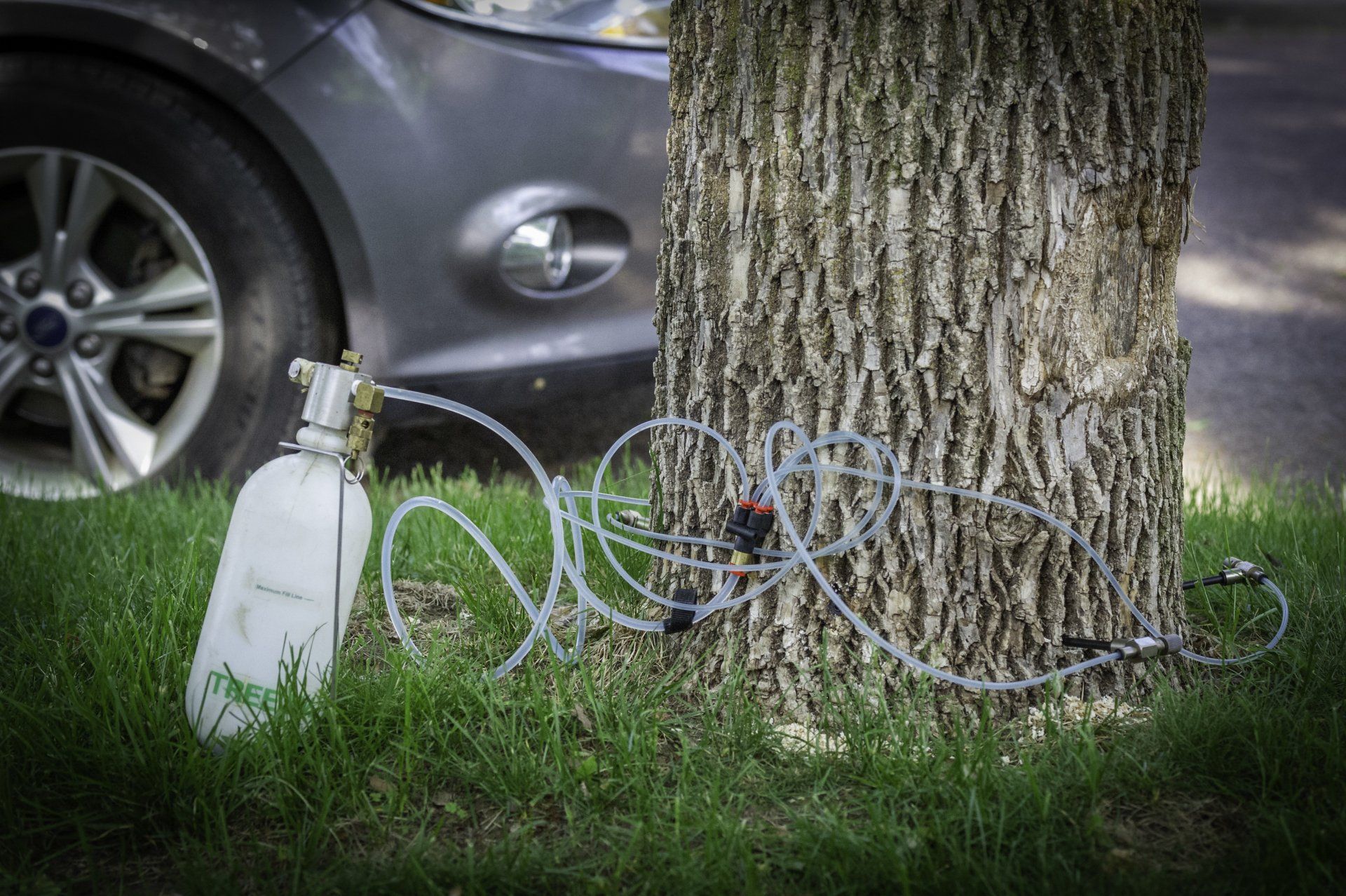 Arborist performing tree trimming