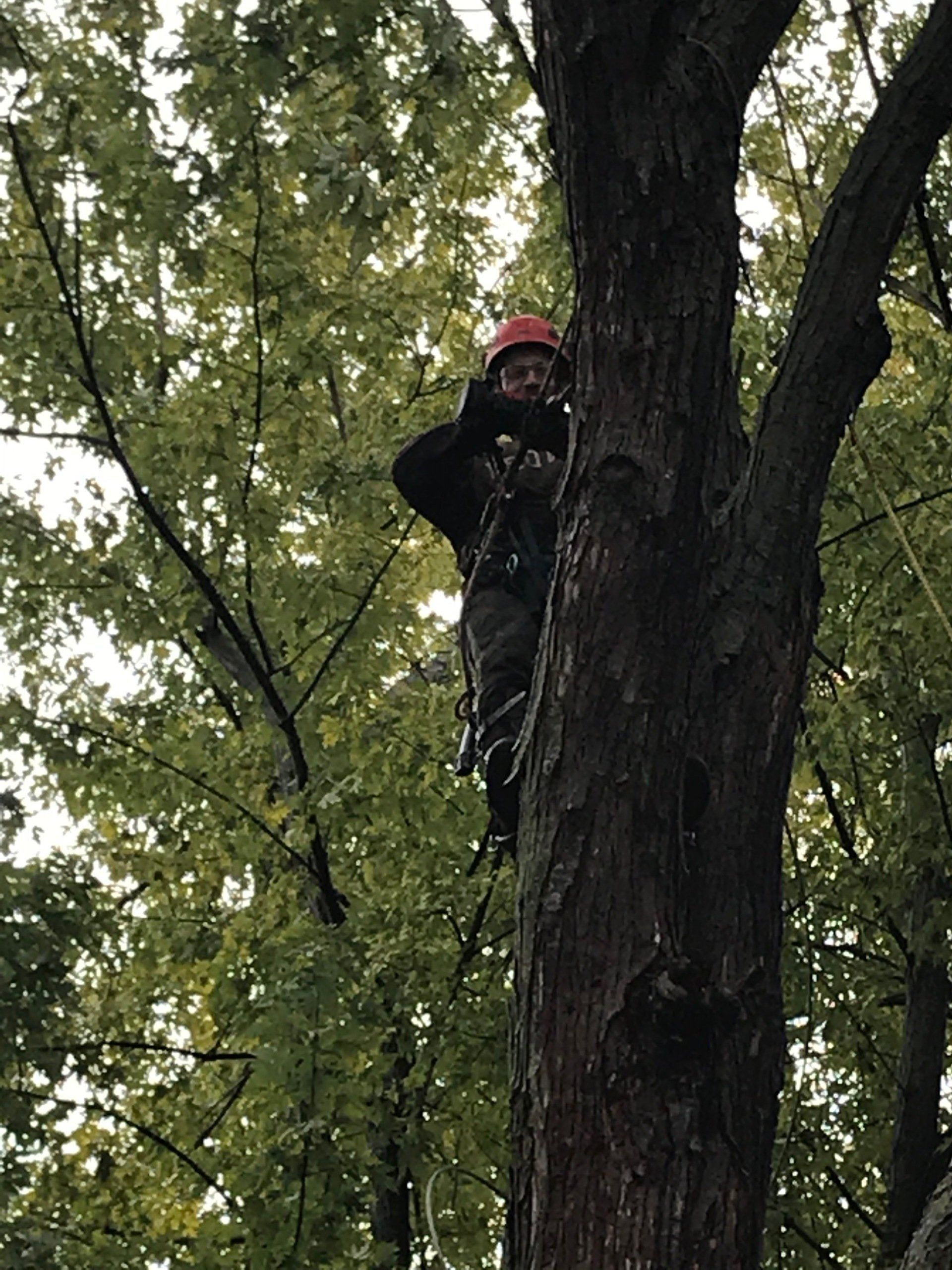 Arborist performing tree trimming