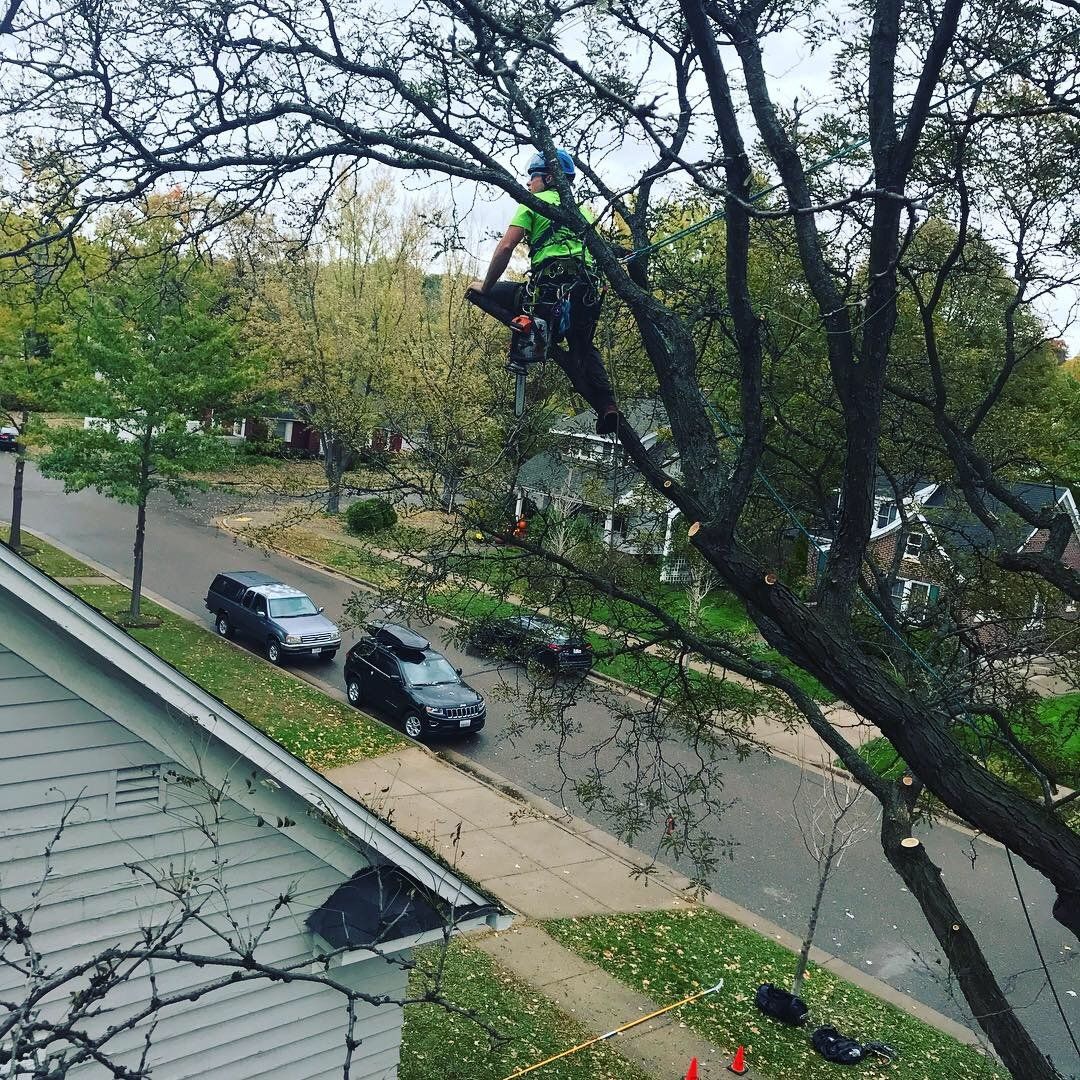 Arborist performing tree trimming