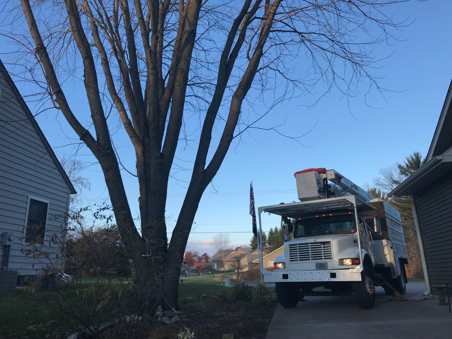 Arborist performing tree trimming