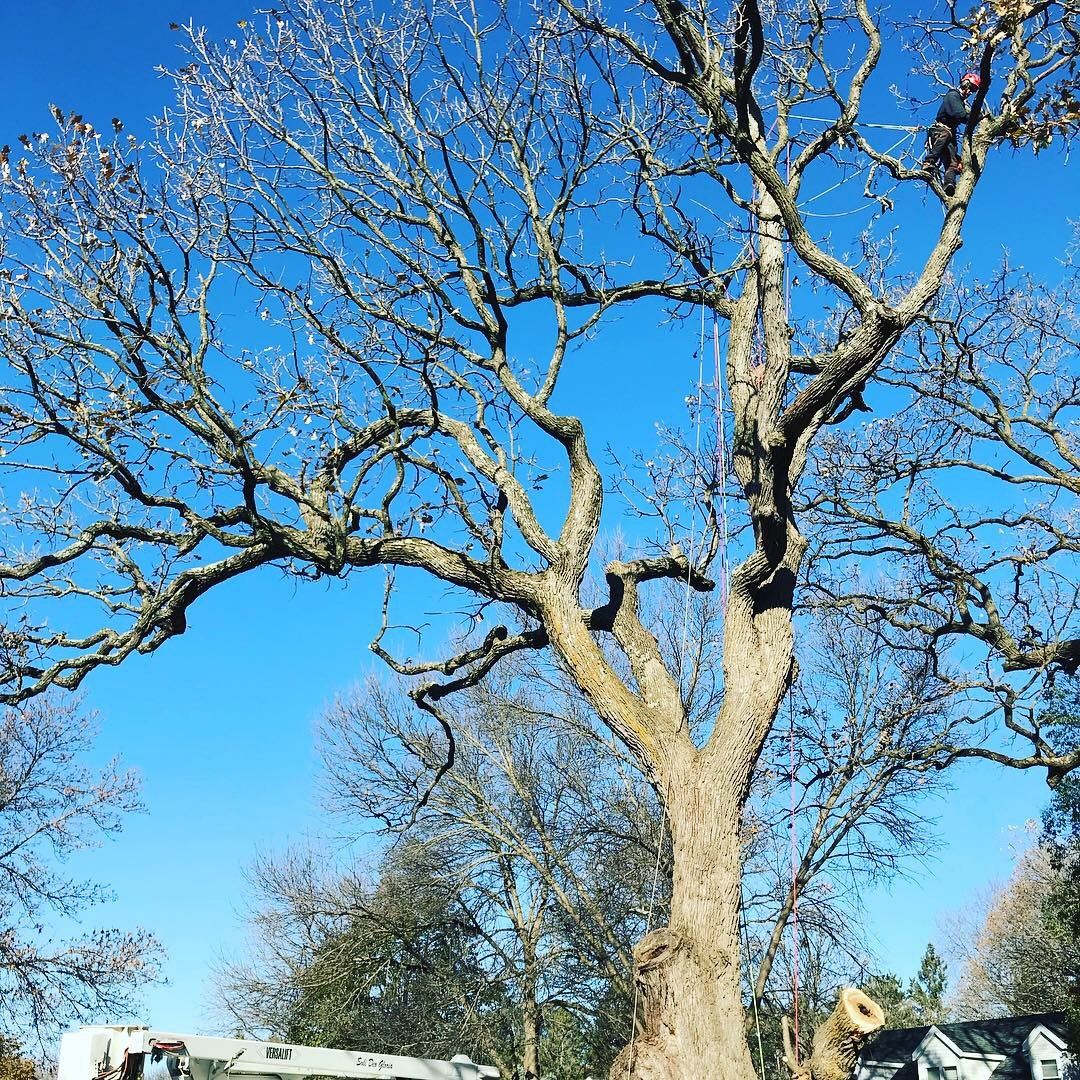 Arborist performing tree trimming