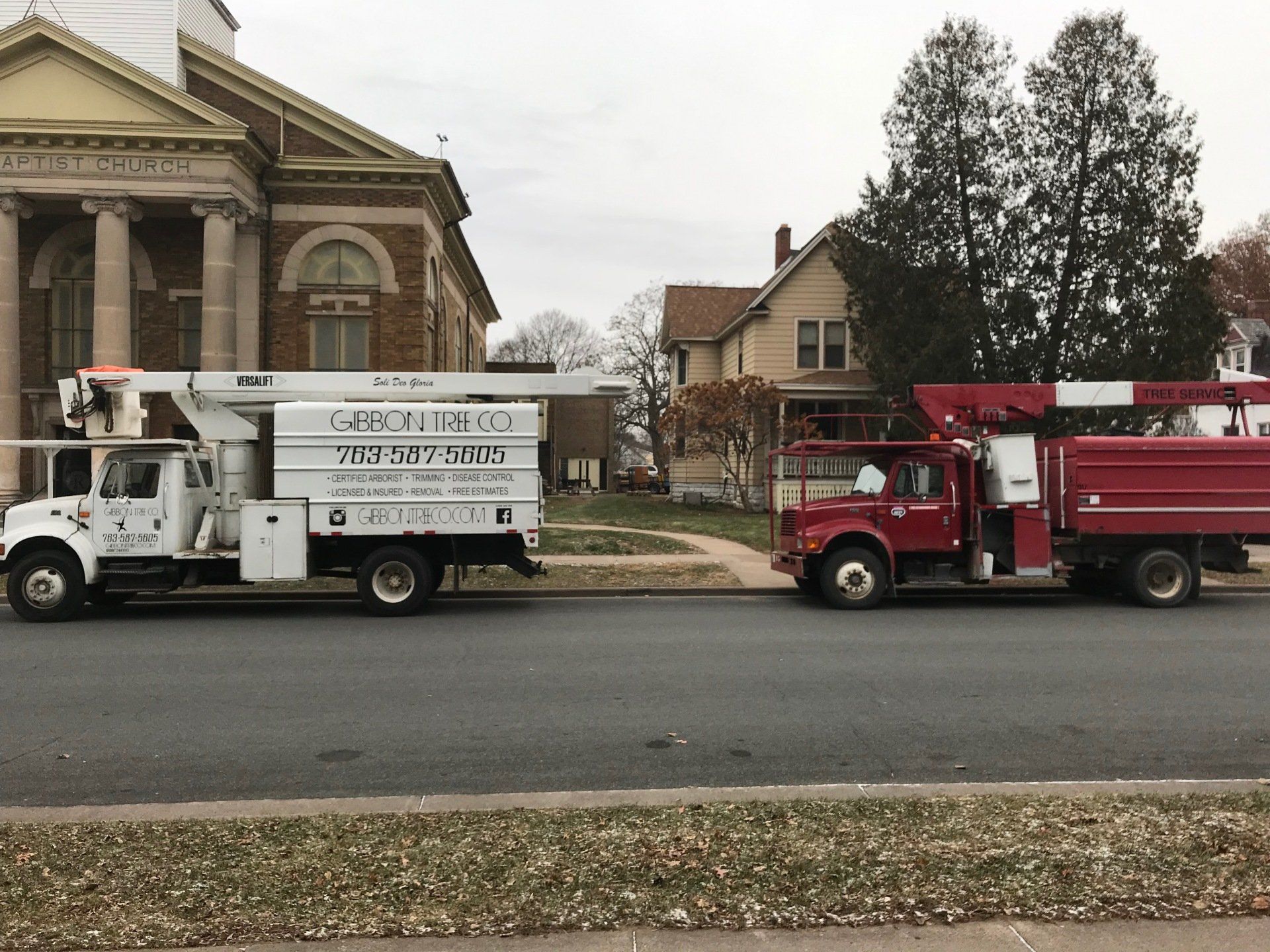 Arborist performing tree trimming