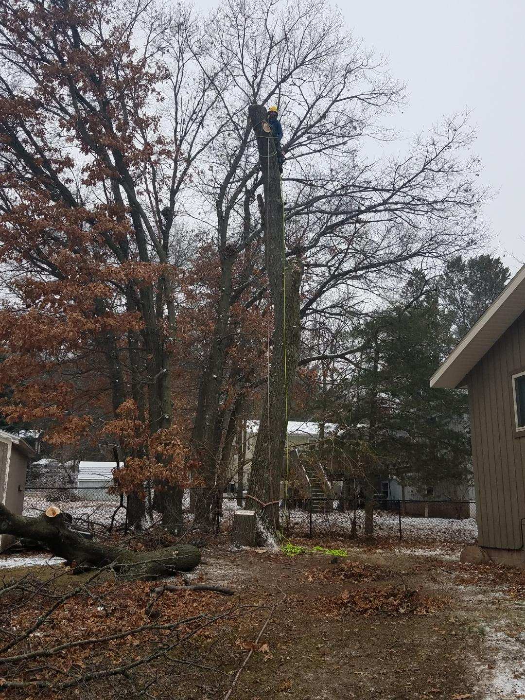 Arborist performing tree trimming