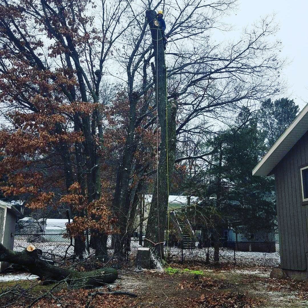 Arborist performing tree trimming