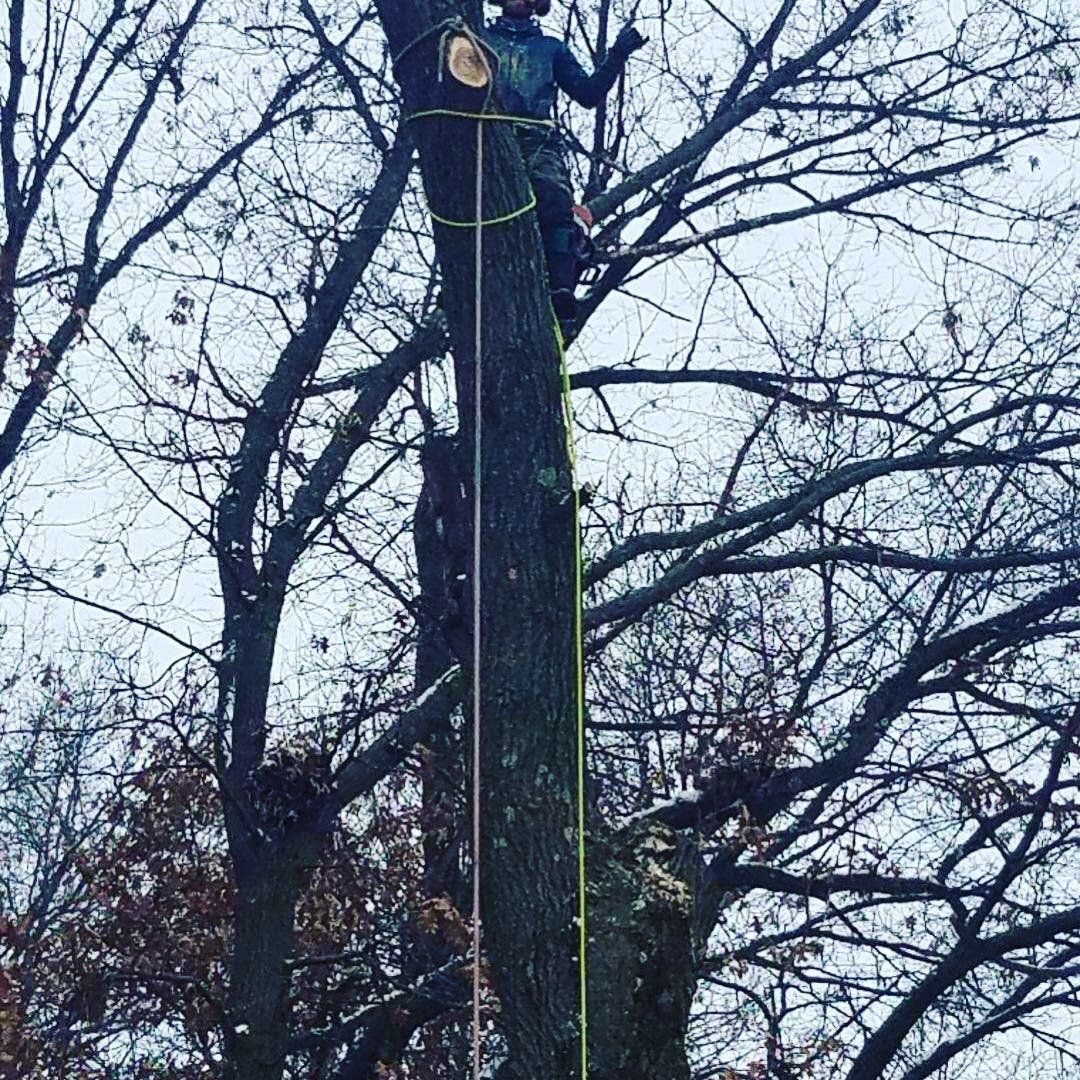 Arborist performing tree trimming