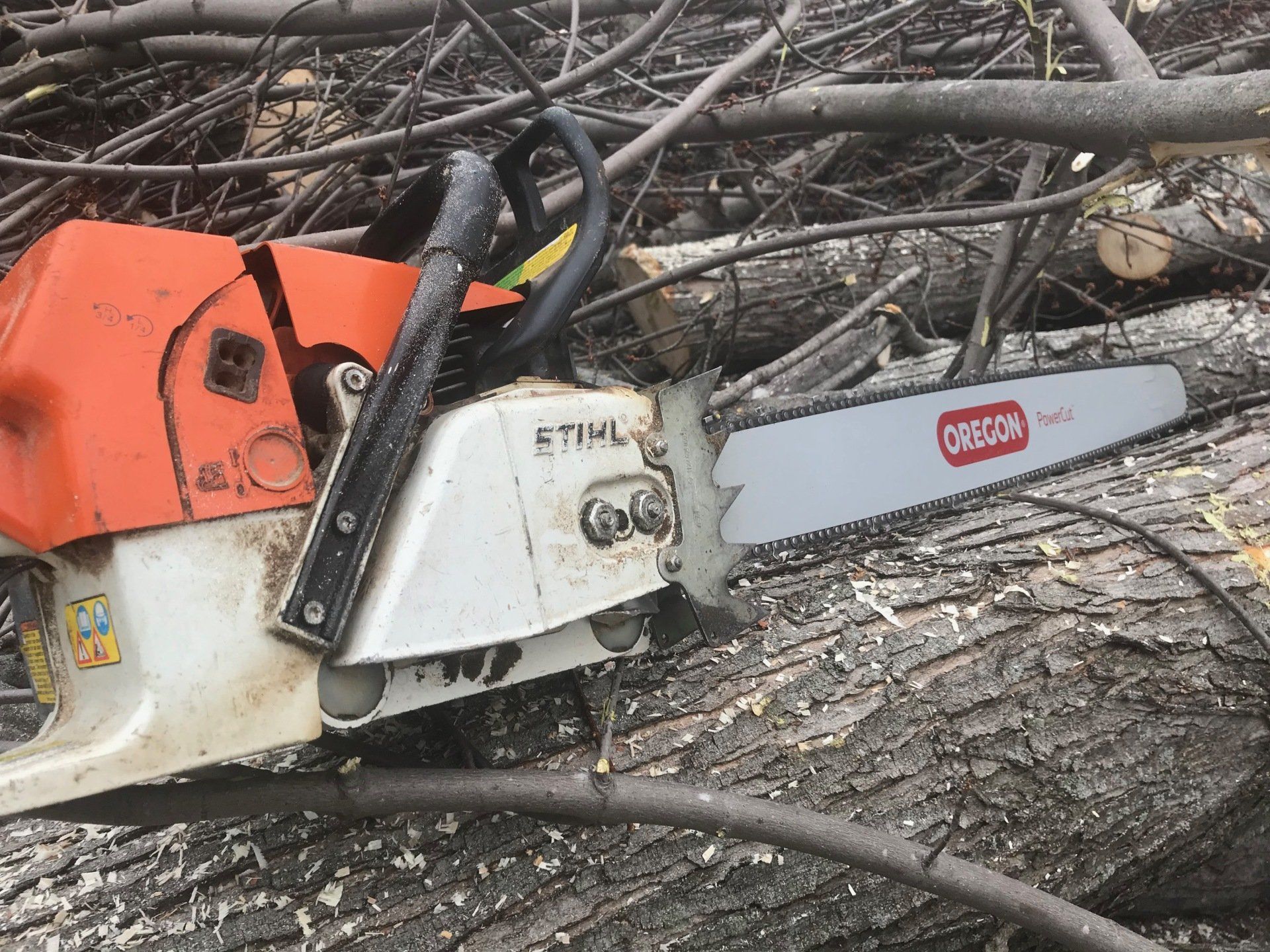 Arborist performing tree trimming