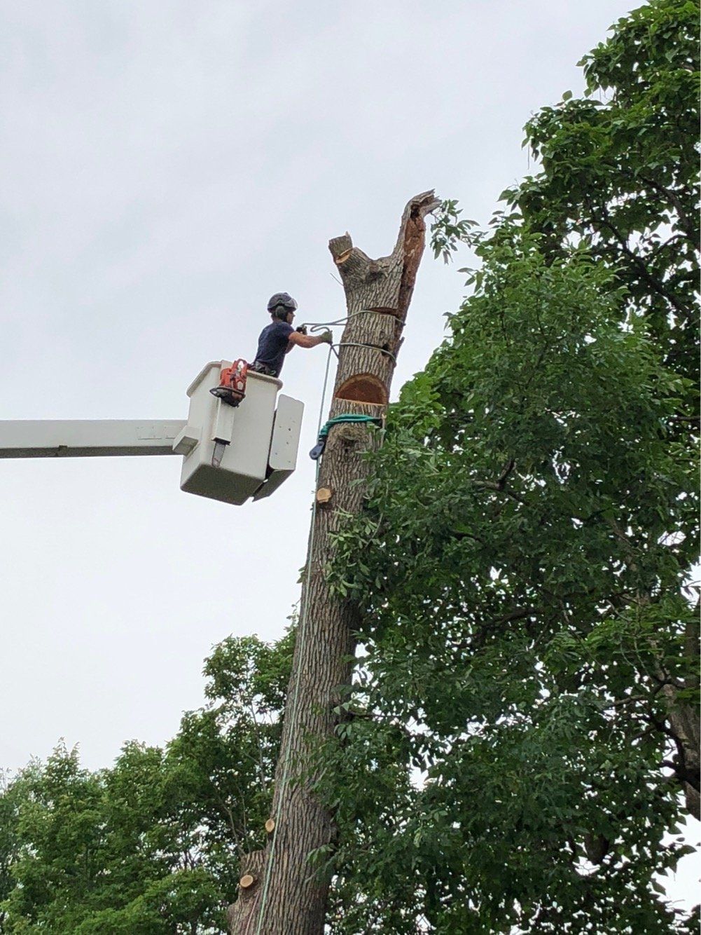 Arborist performing tree trimming