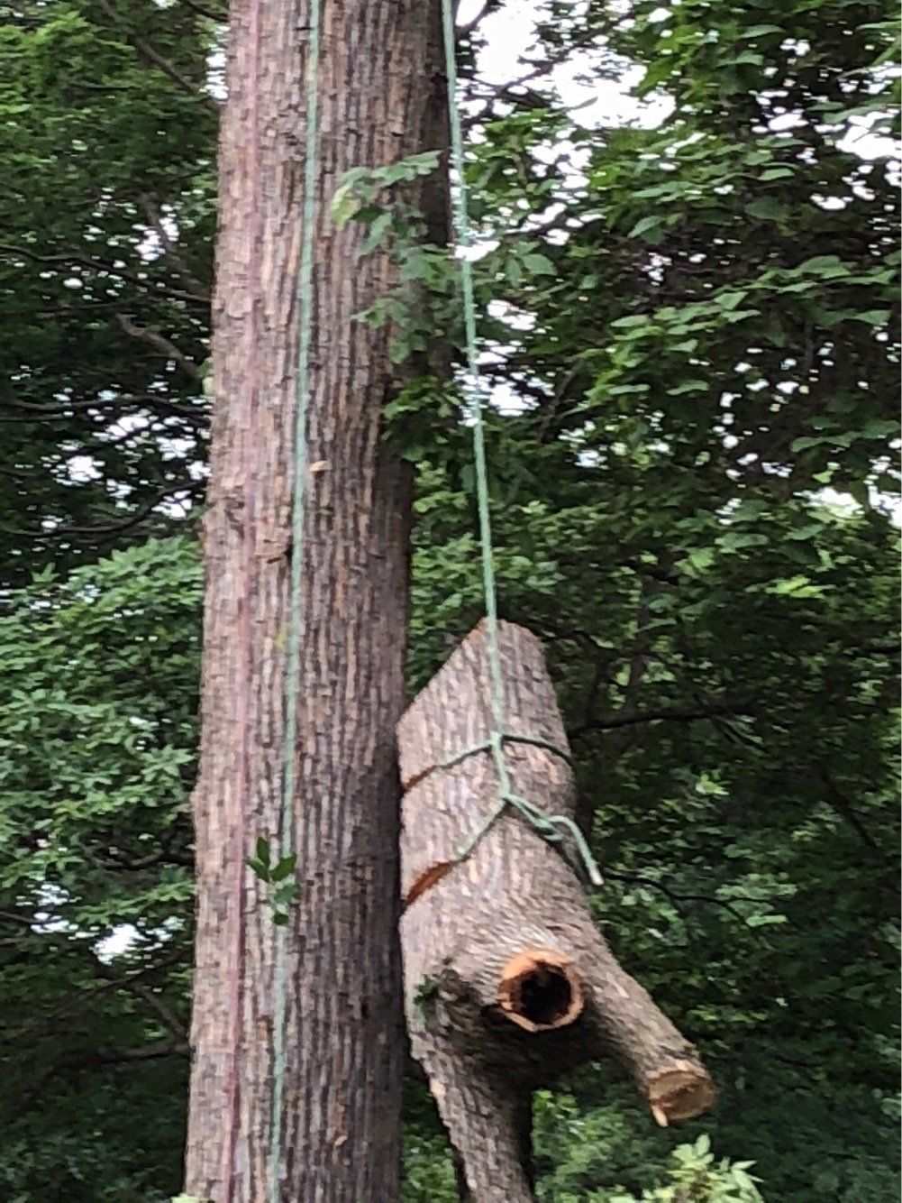 Arborist performing tree trimming