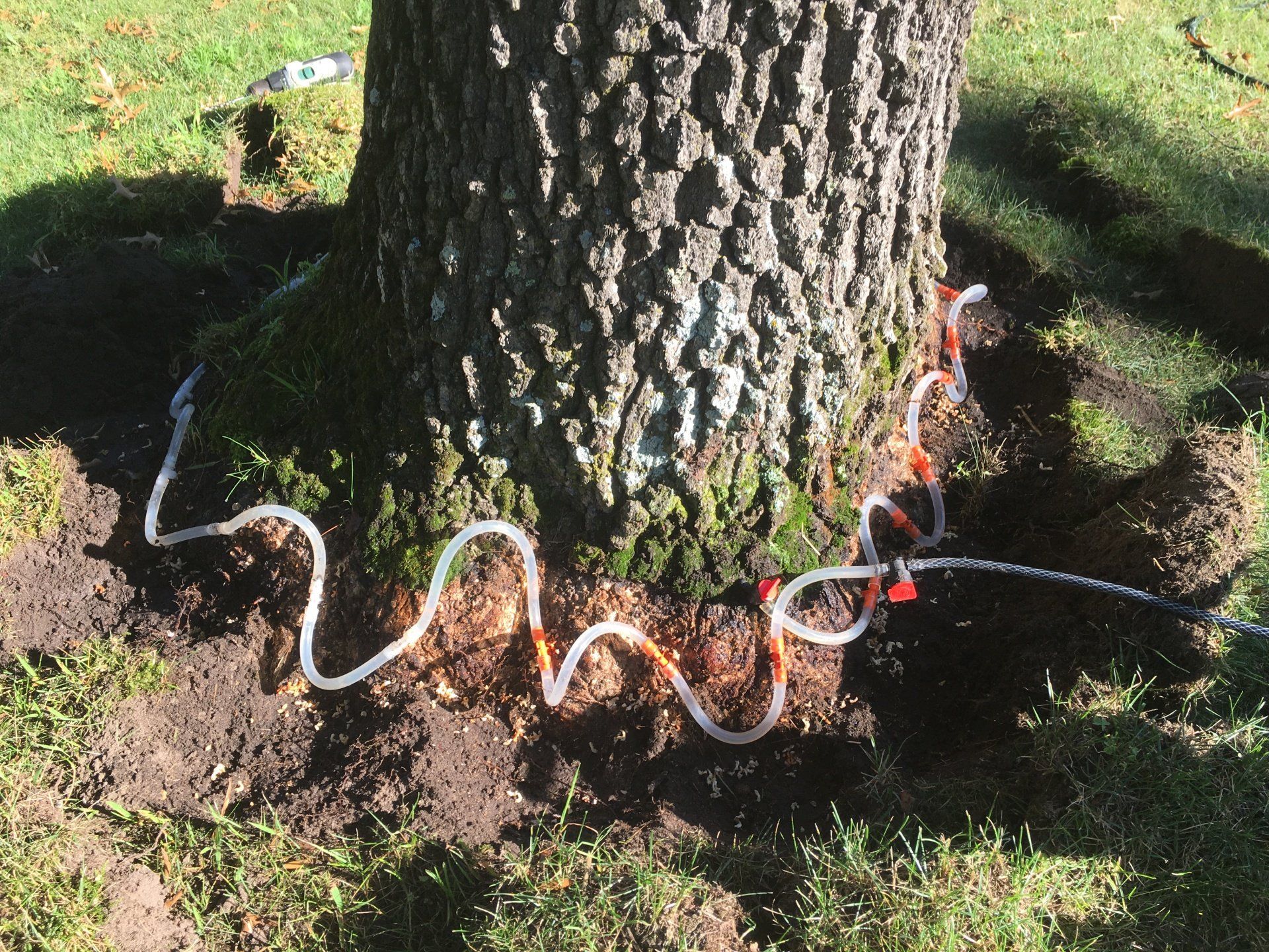 Arborist performing tree trimming