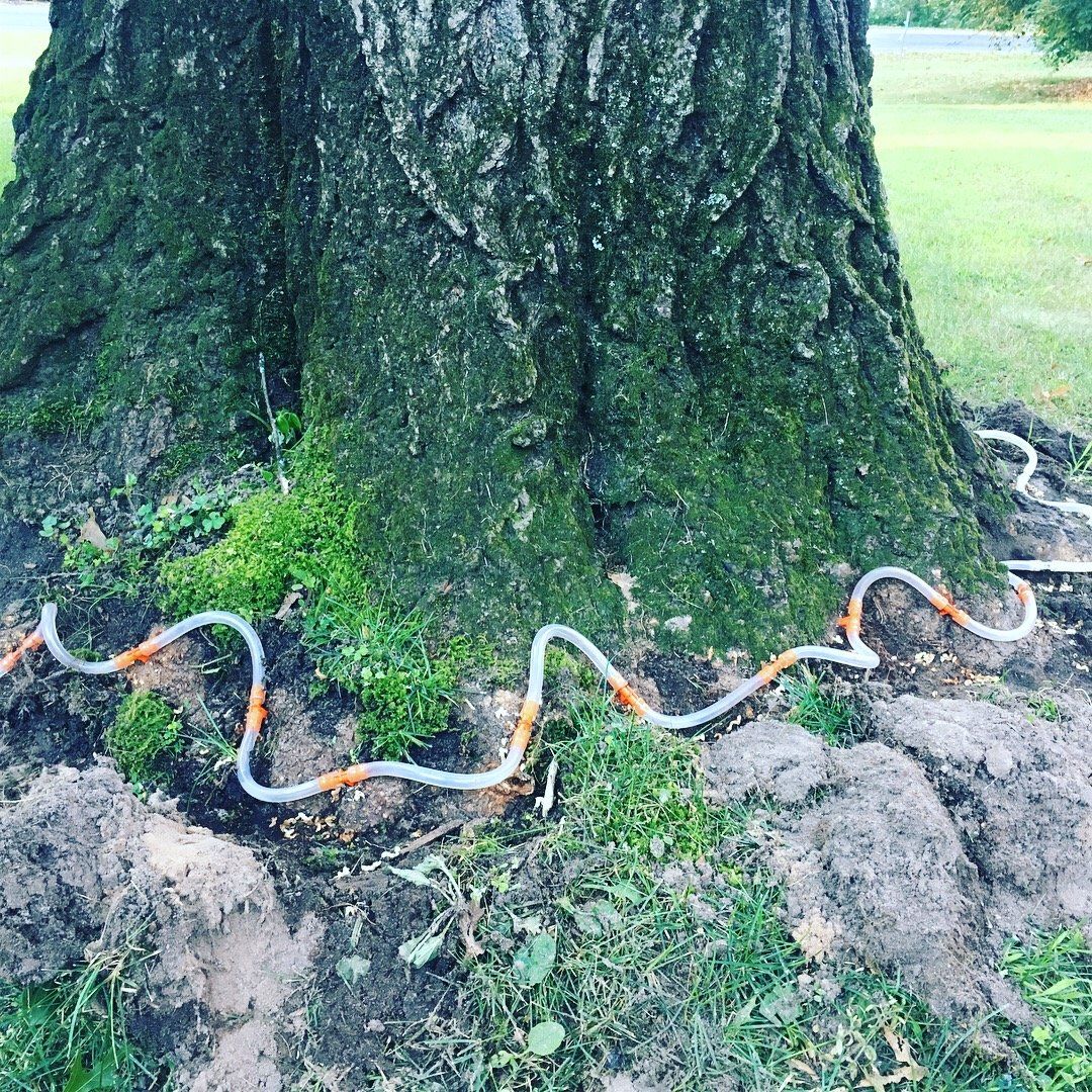 Arborist performing tree trimming