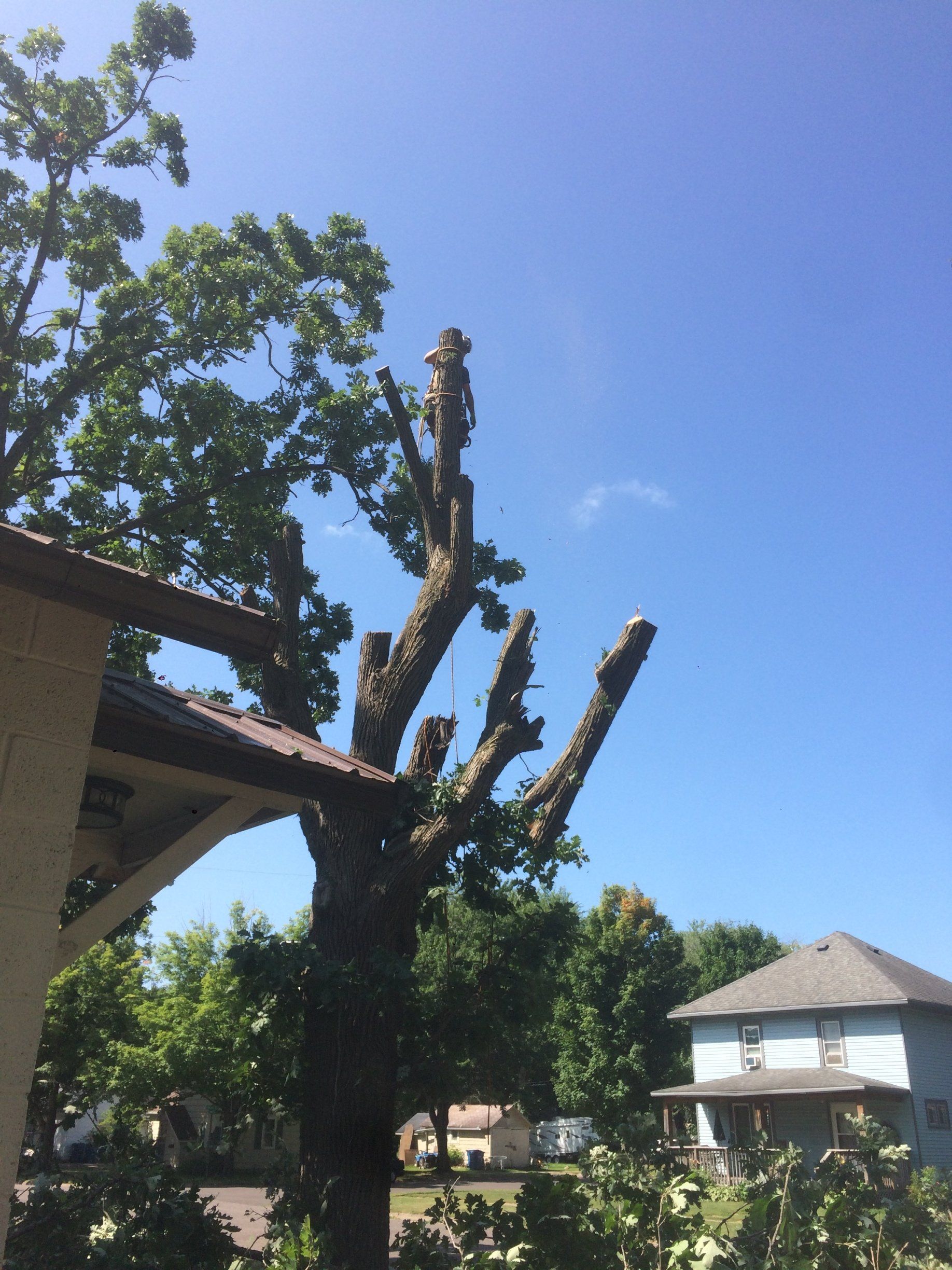 Arborist performing tree trimming