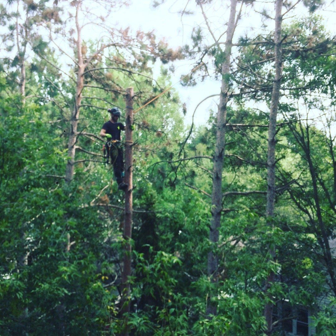 Arborist performing tree trimming