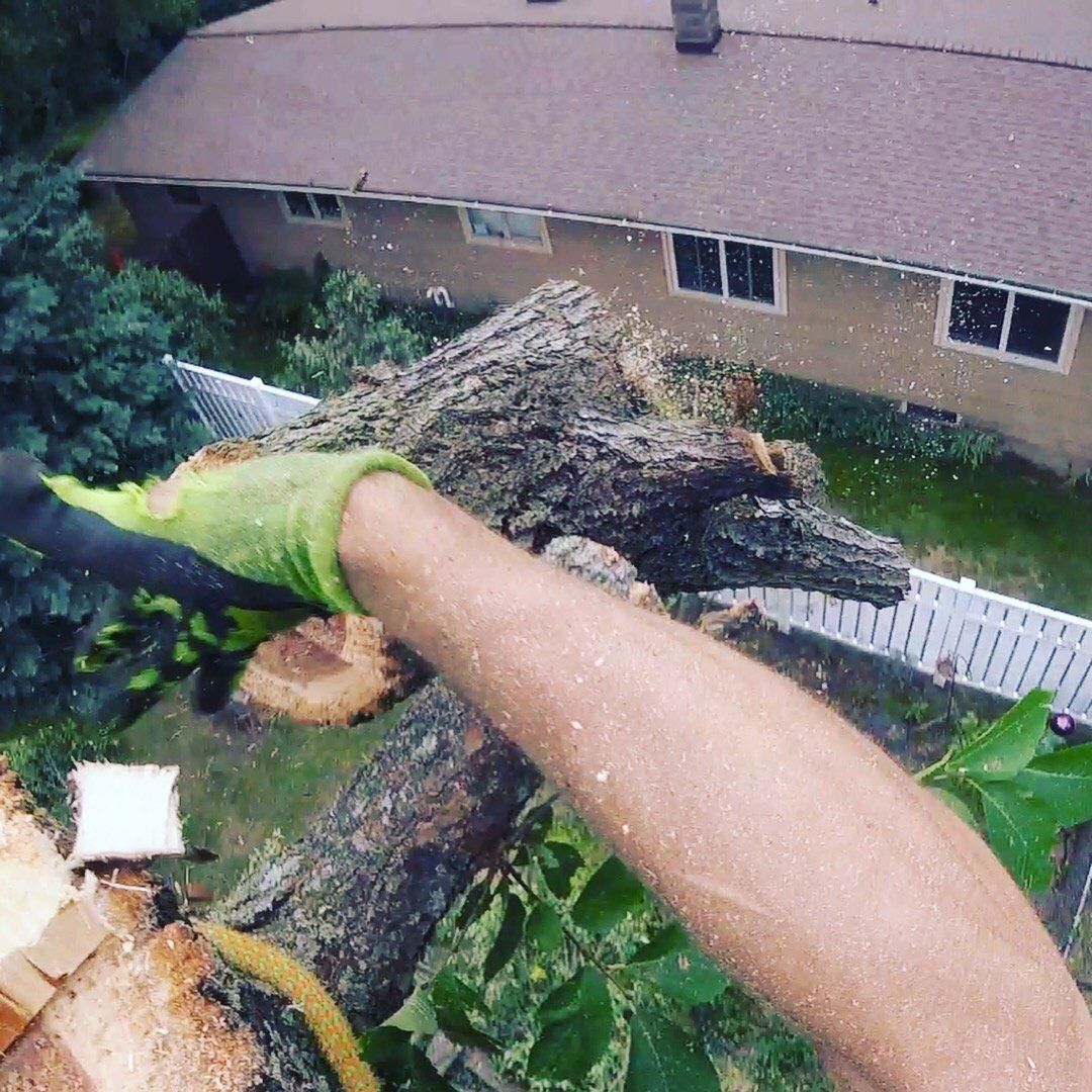 Arborist performing tree trimming