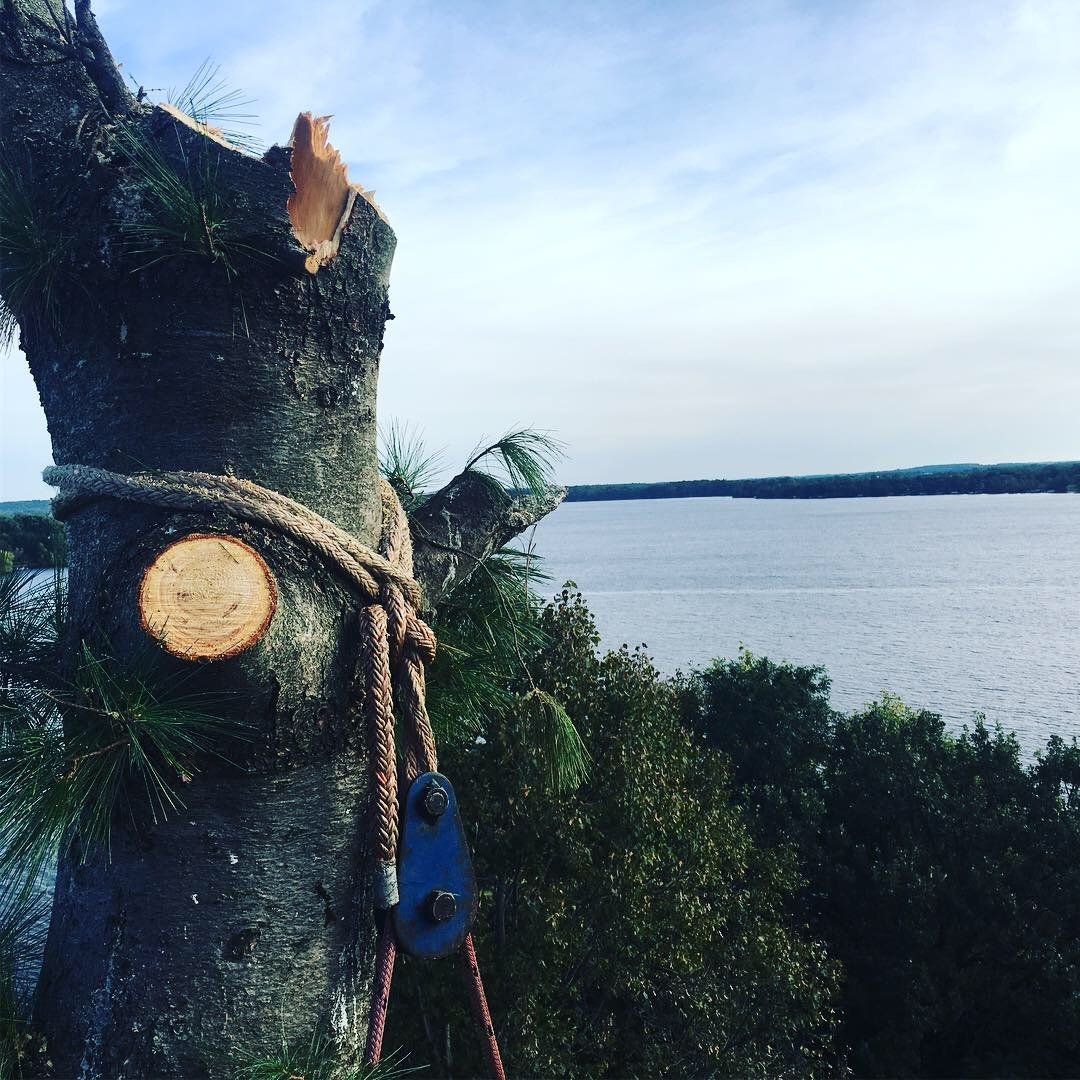 Arborist performing tree trimming