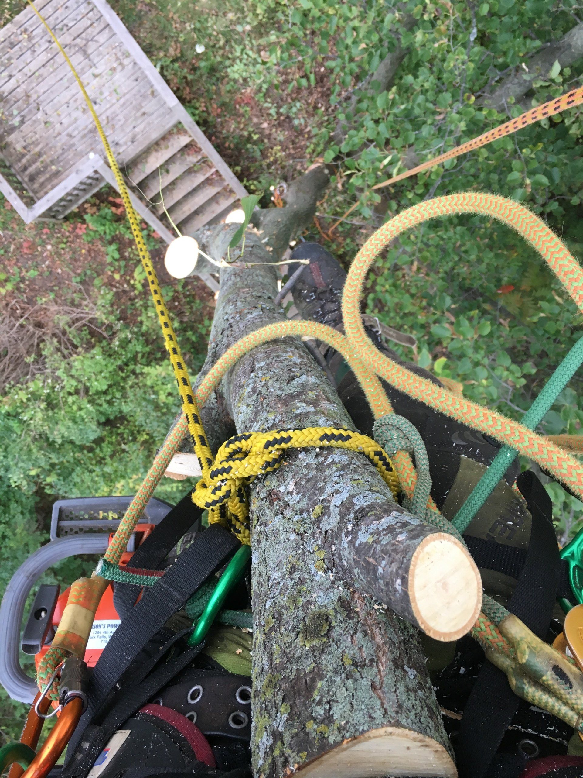 Arborist performing tree trimming