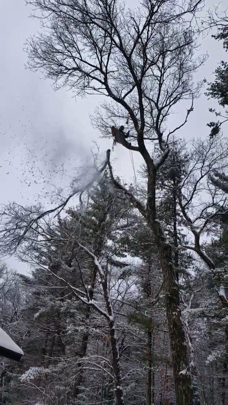 Arborist performing tree trimming