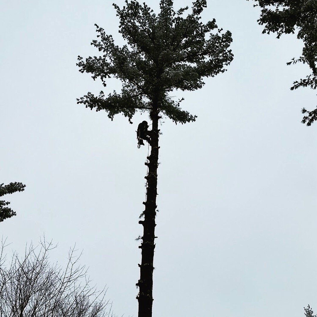 Arborist performing tree trimming