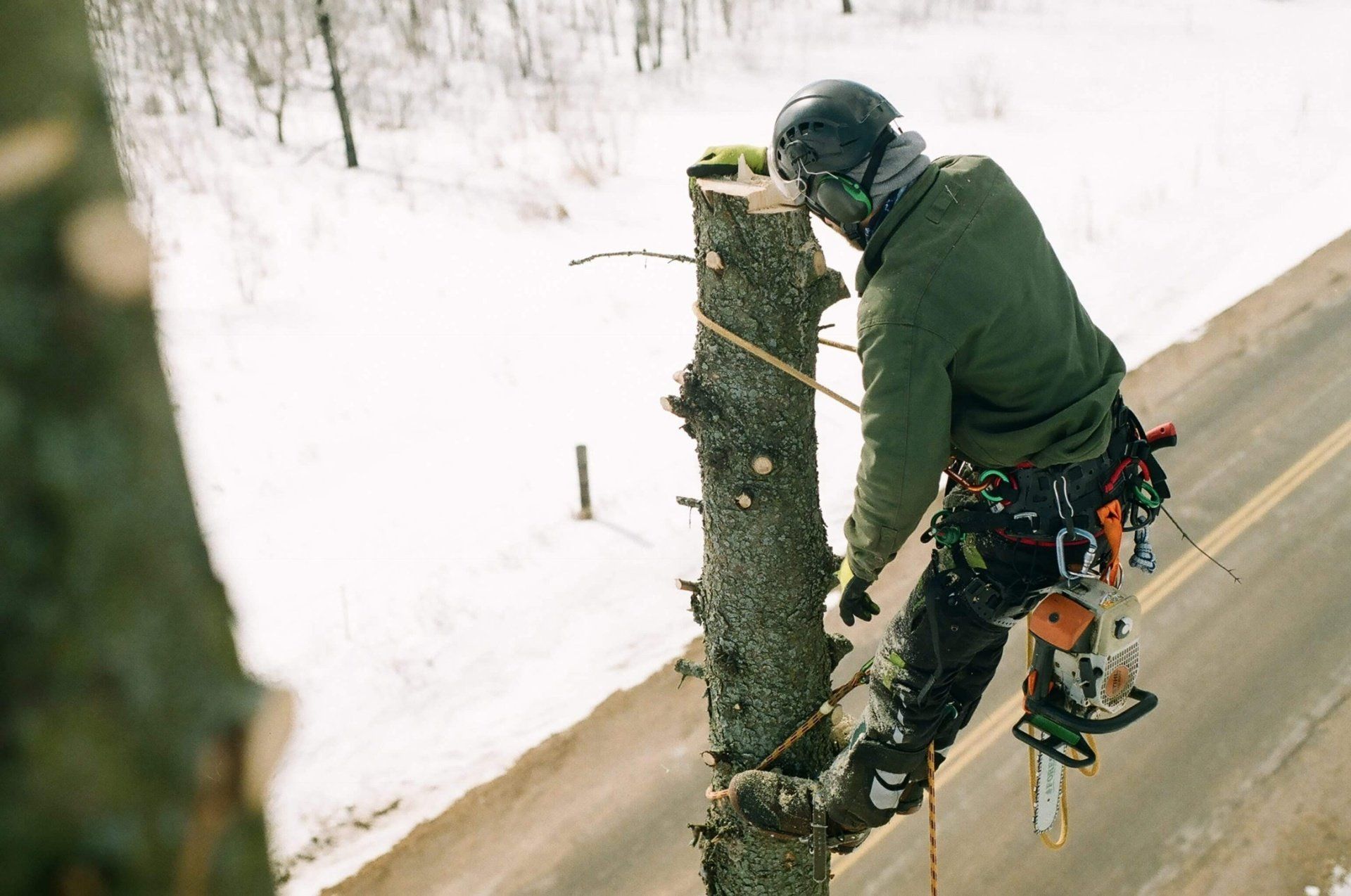 Arborist performing tree trimming