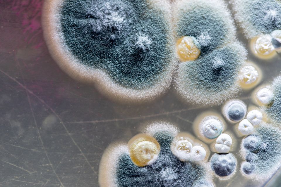hidden mold dangers image representing mold dangers