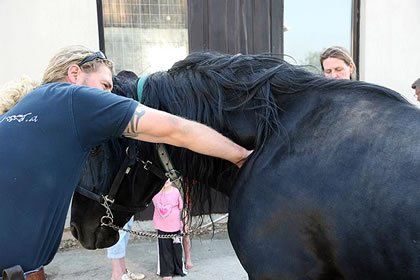 Chiropraktische Behandlung beim Pferd