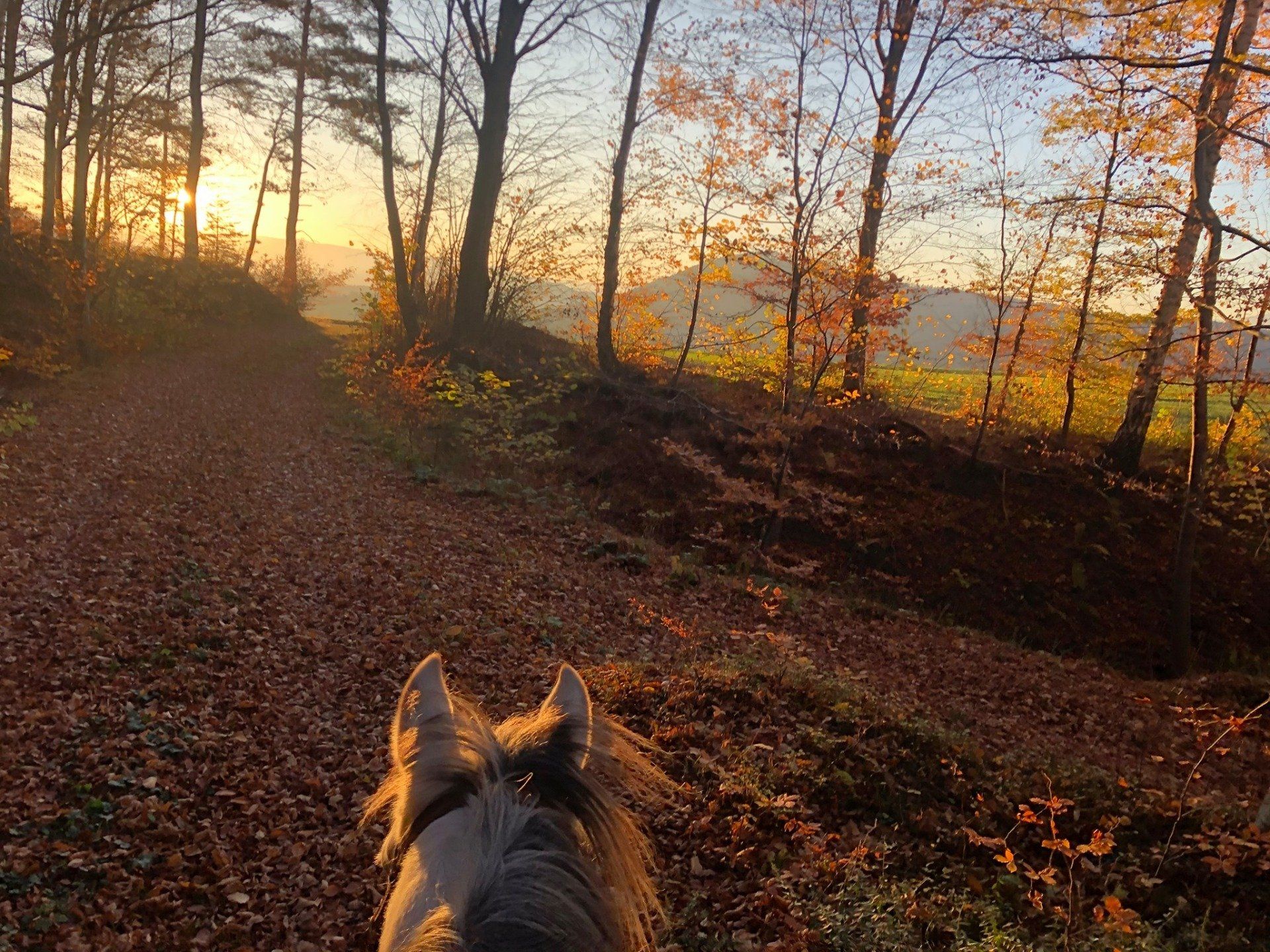 Ausritt im Wald
