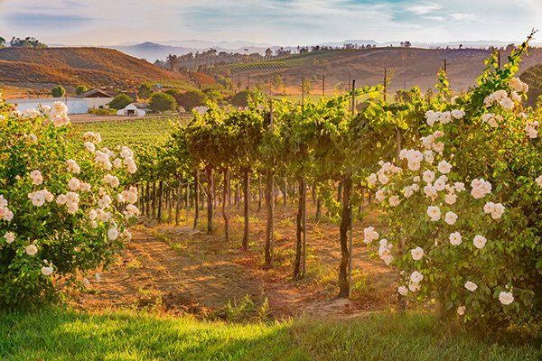 Flowers at the end of a vineyard row.