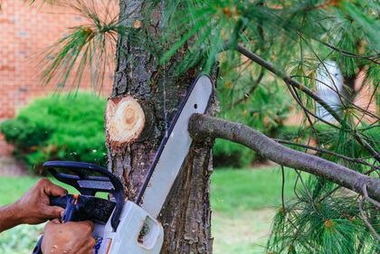 Tree Pruning Service — Dacula, GA — Pablo’s Landscape Inc. Tree Pruning Service — Dacula, GA — Pablo’s Landscape Inc.
