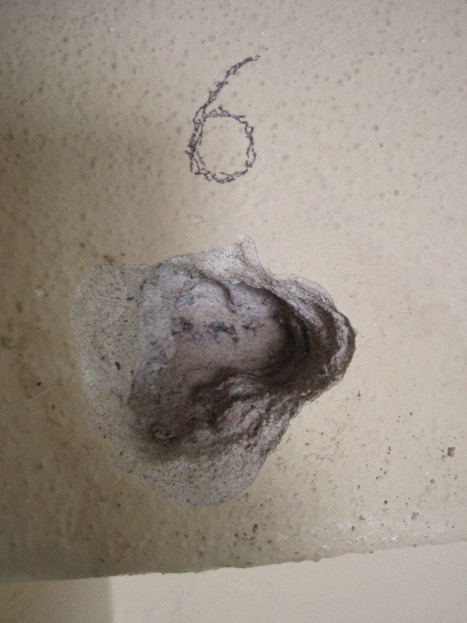 Pole 6