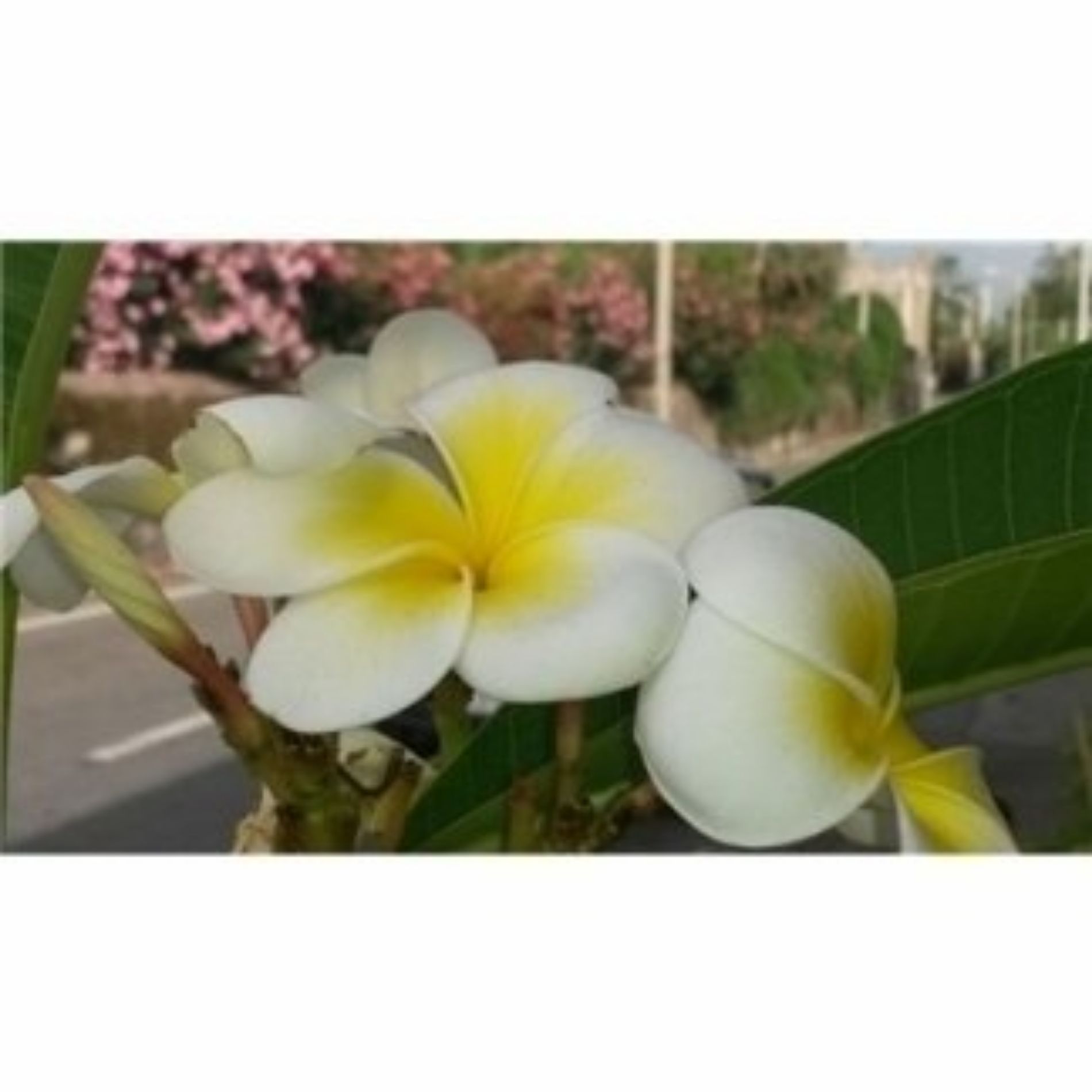 Orchidea