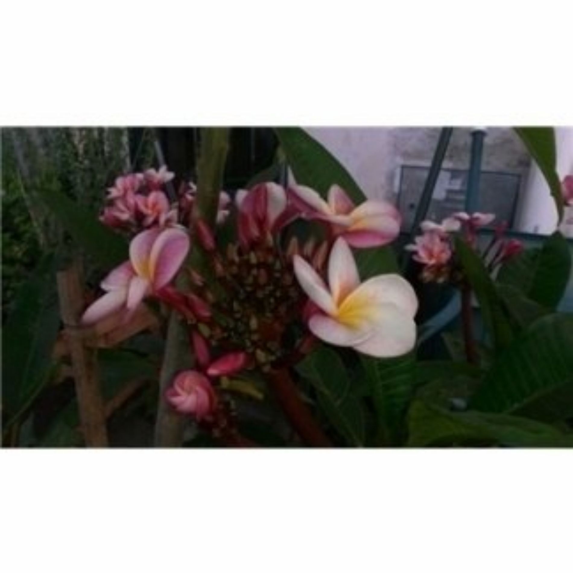 Fiori