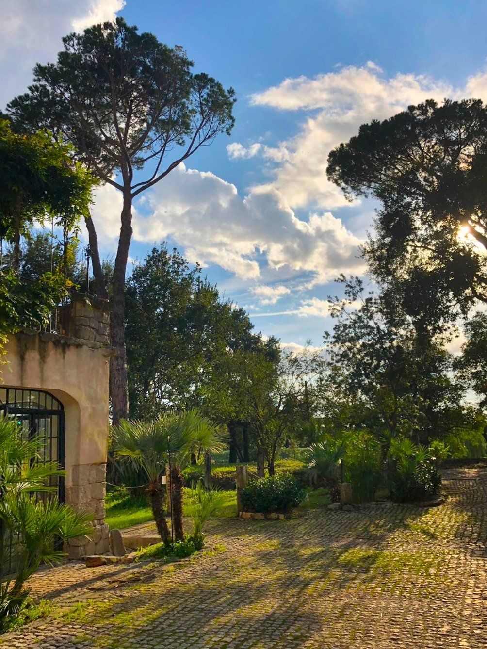 Alberi in giardino