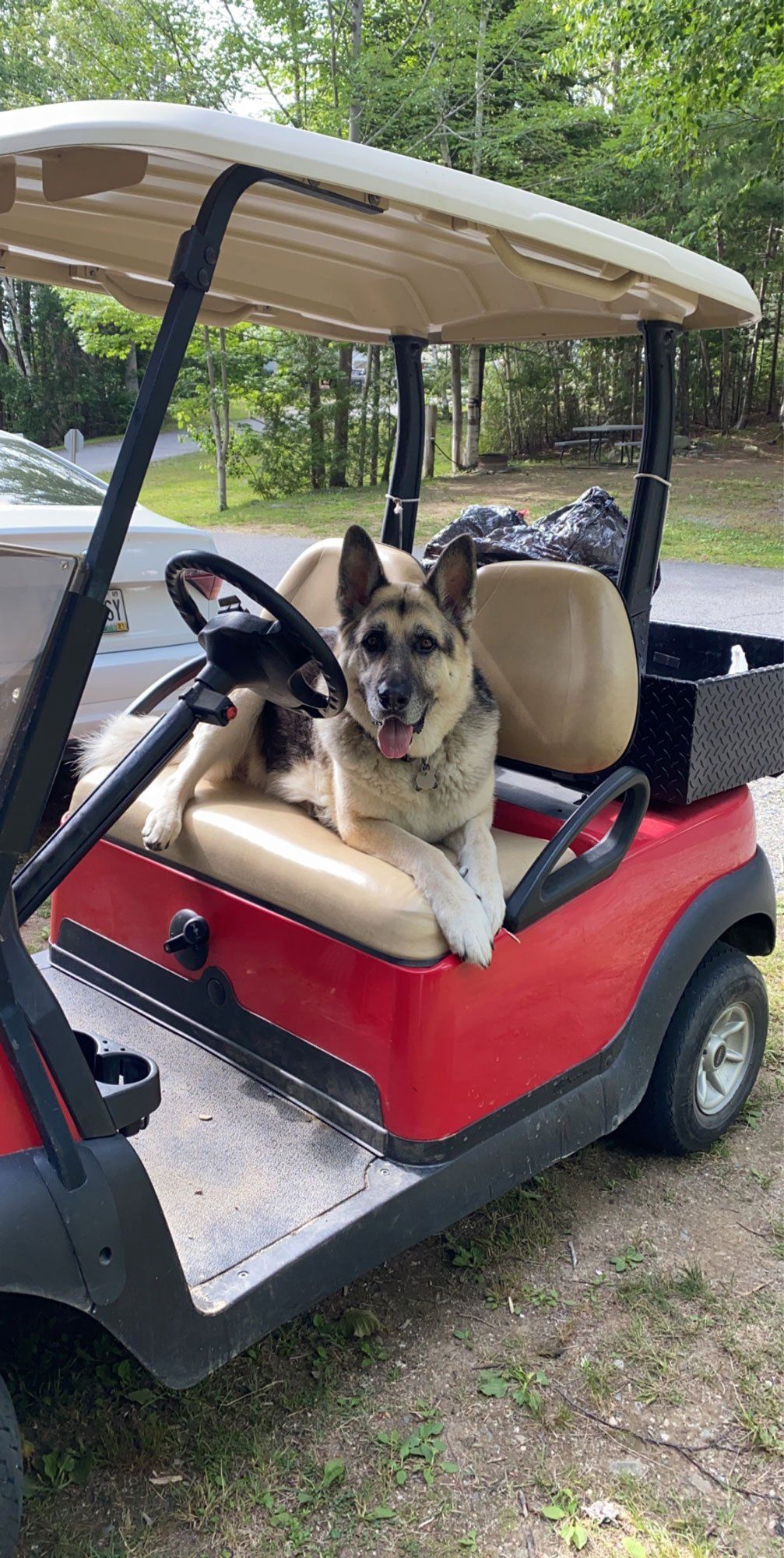 Two dogs sitting in the front seat of a red golf cart outdoors, one white and one tan and black.