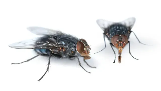 Two flies with translucent wings and red eyes on a white surface.