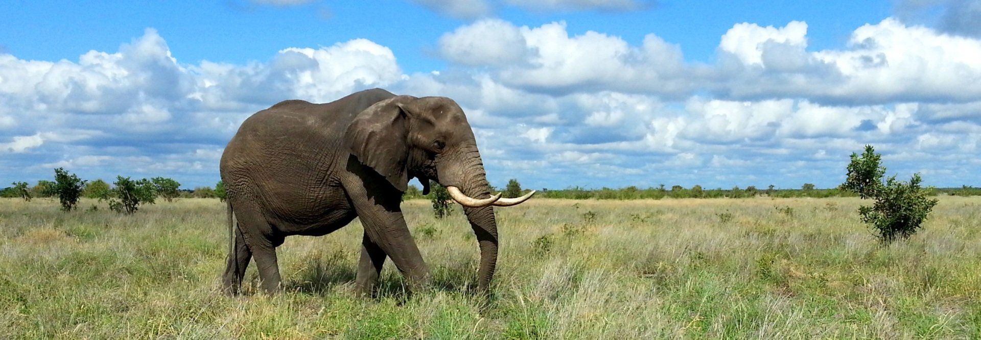 African Elephant in the Kruger National Park
