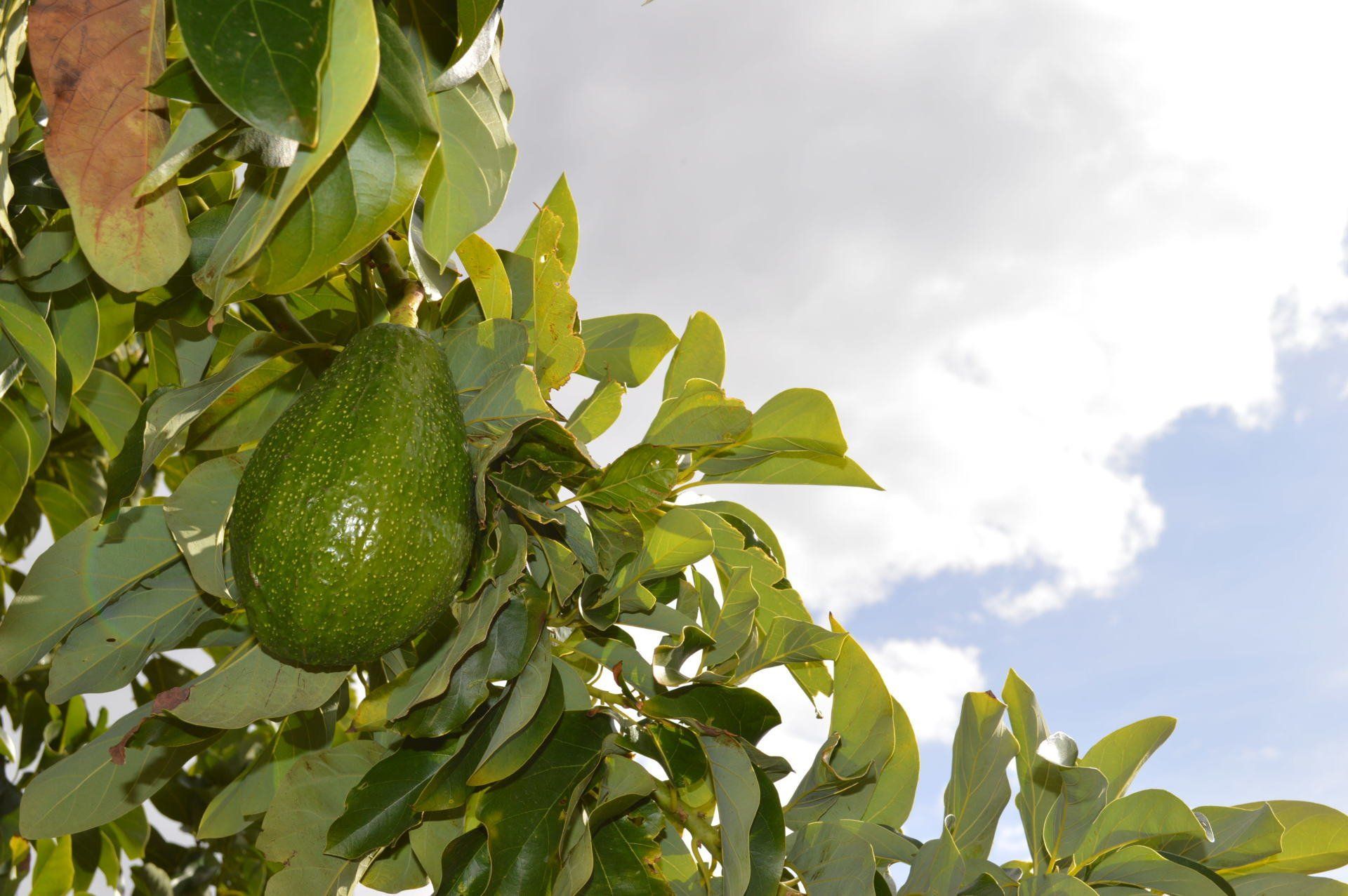 Aguacates