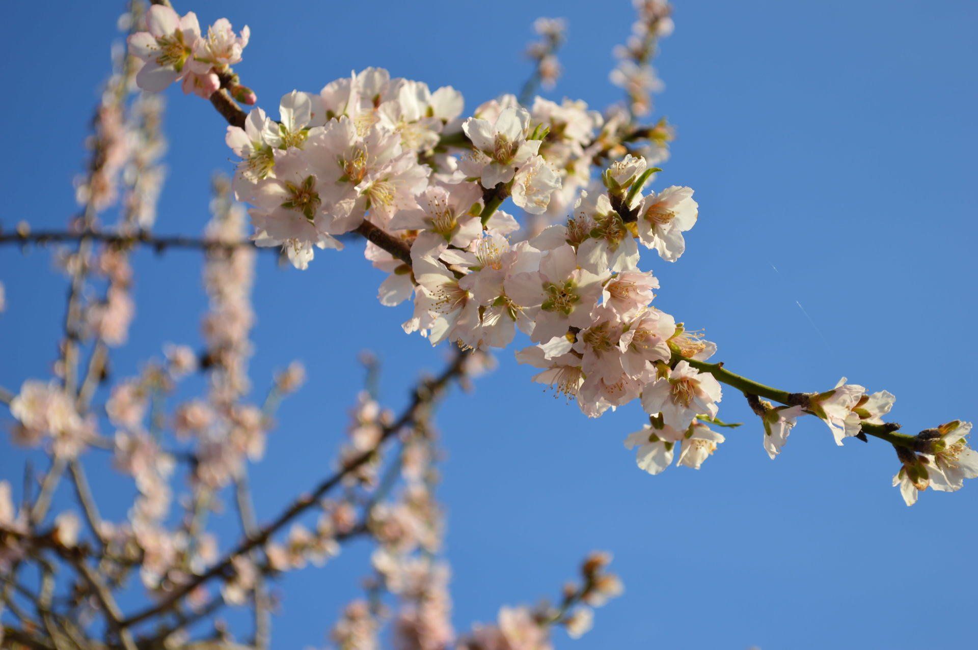 Almendra