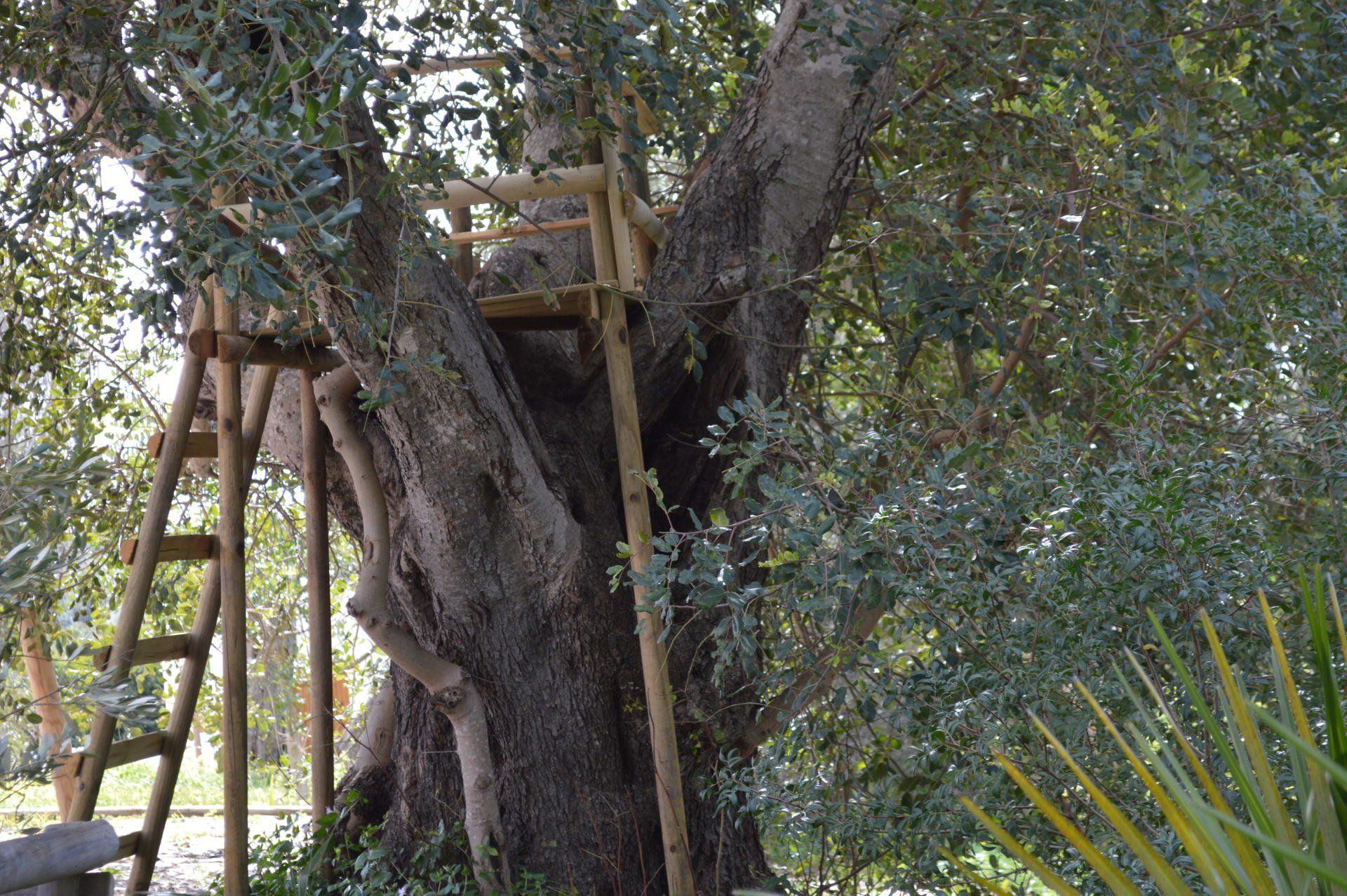 Casa en el arbol