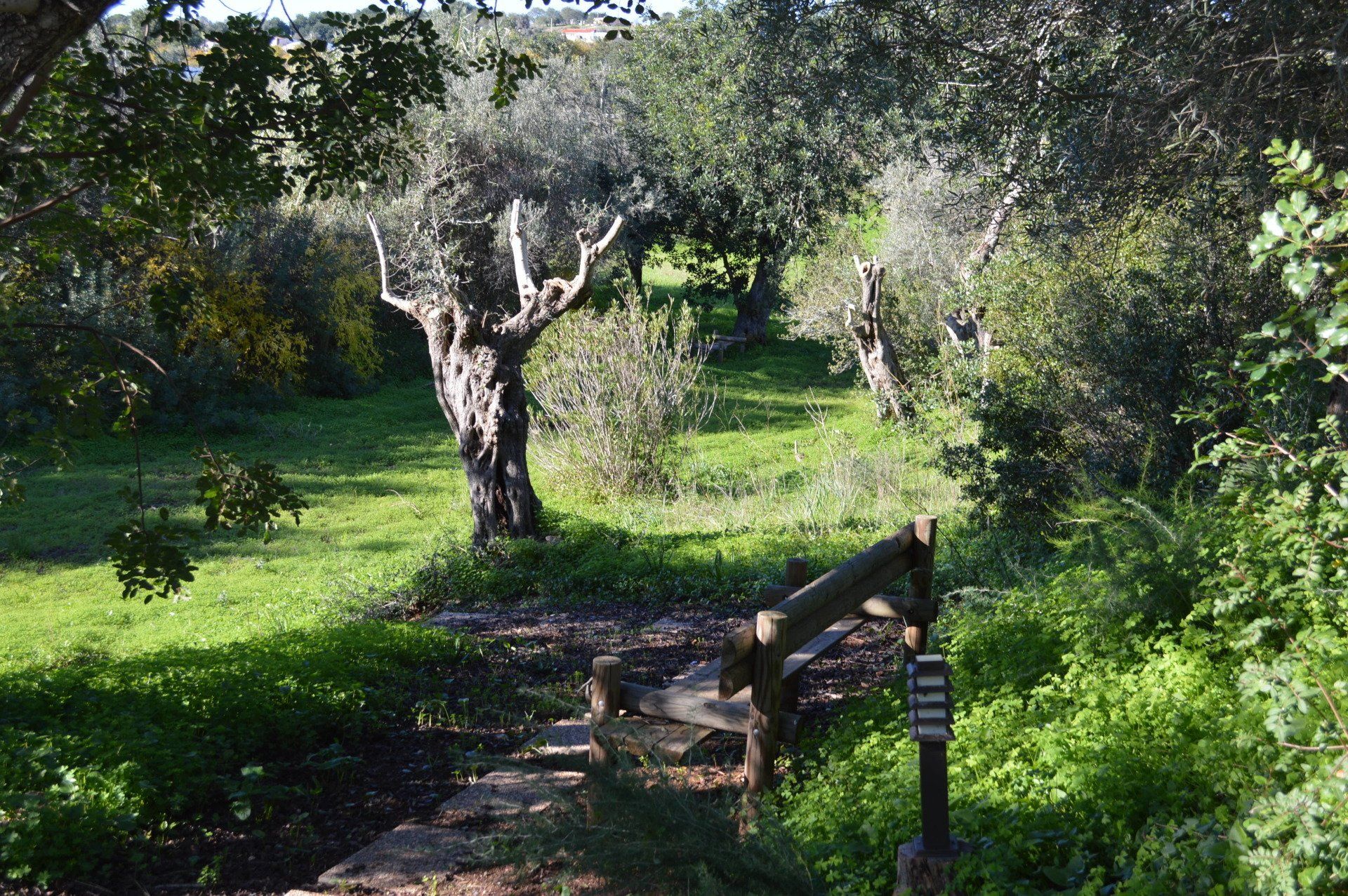 camino naturaleza