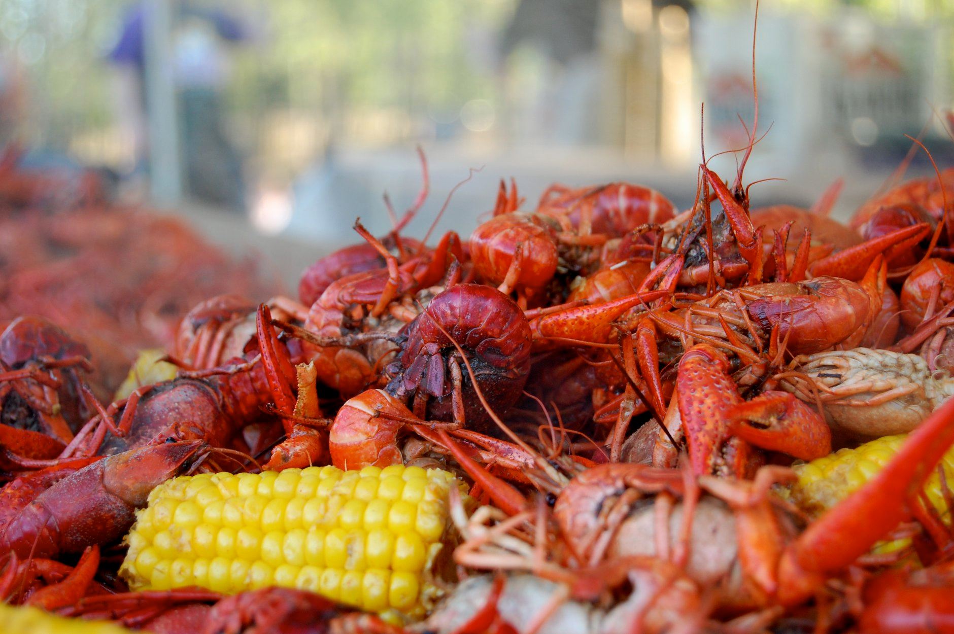 Pile of bright red crawfish with corn on the cob at an outdoor seafood feast