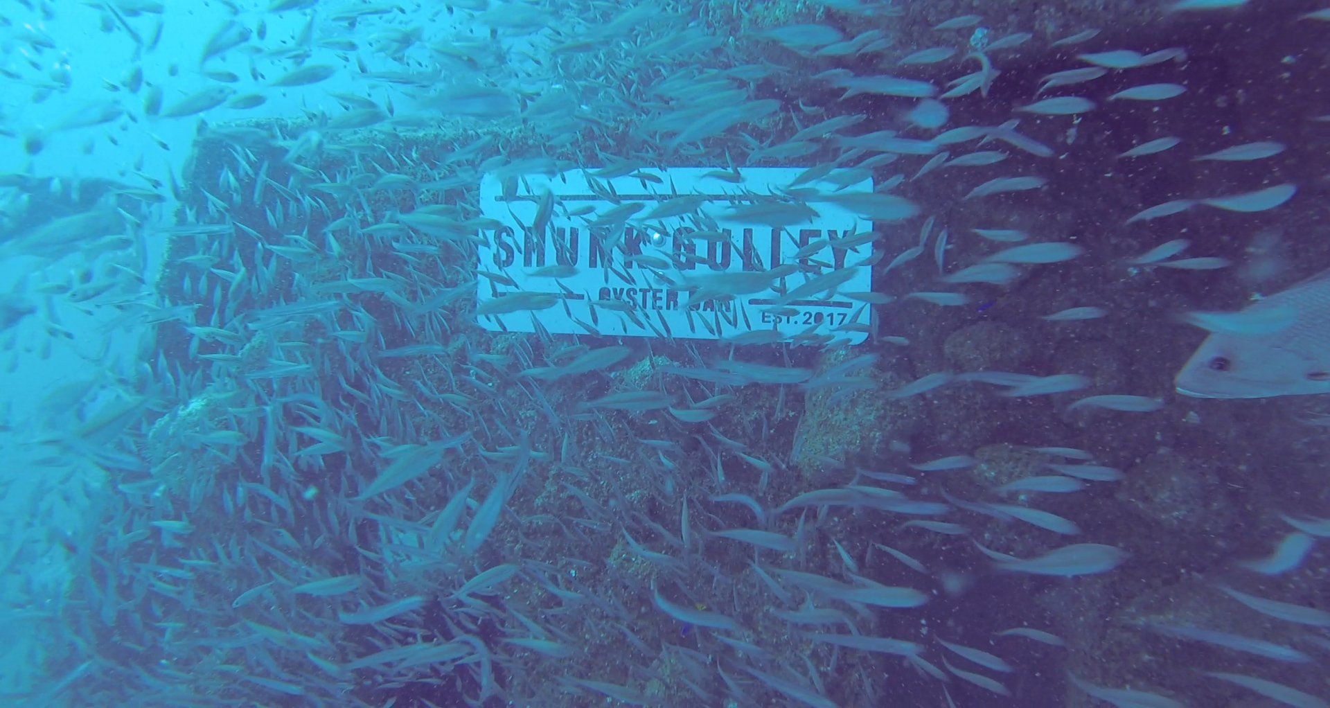 shunk gulley sign