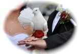 Hier gelangen Sie zu unserer Partnerseite Brautmoden Dresden / Hochzeitstauben Dresden. Hochzeitstauben Dresden mit einer dressierten, schneeweißen, indischen Pfauentaube